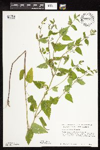 Scutellaria lateriflora image