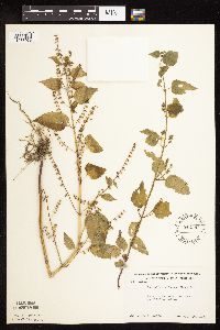 Scutellaria lateriflora image