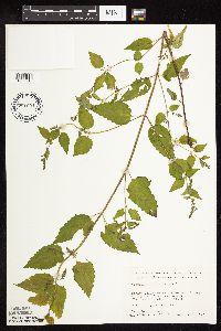 Scutellaria lateriflora image