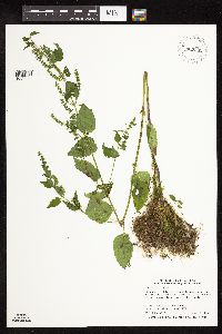 Image Associated With the Occurrence