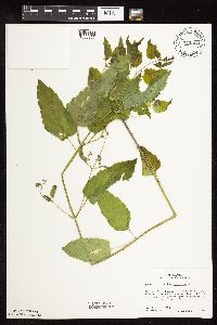 Scutellaria lateriflora image