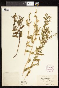 Scutellaria lateriflora image