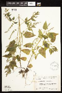 Scutellaria lateriflora image