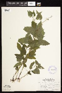Scutellaria lateriflora image