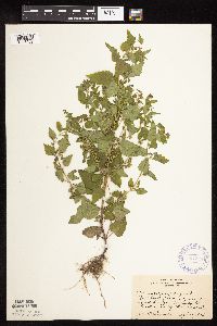 Scutellaria lateriflora image