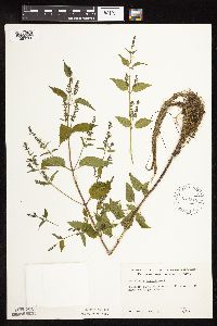 Scutellaria lateriflora image