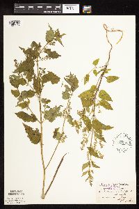 Image Associated With the Occurrence