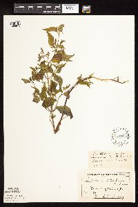 Scutellaria lateriflora image