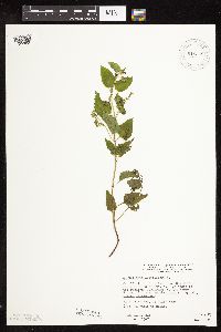 Scutellaria lateriflora image
