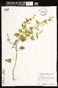 Scutellaria lateriflora image