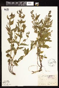 Image Associated With the Occurrence