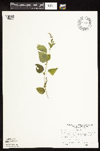 Scutellaria lateriflora image