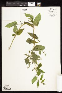 Scutellaria lateriflora image