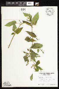 Scutellaria lateriflora image
