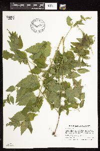 Scutellaria lateriflora image