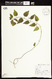 Scutellaria lateriflora image