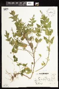 Image Associated With the Occurrence