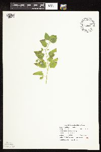 Image Associated With the Occurrence