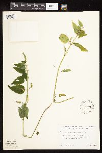 Scutellaria lateriflora image
