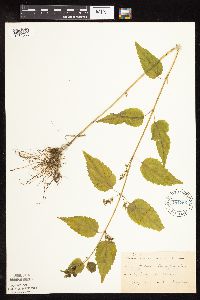 Image Associated With the Occurrence