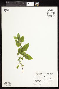 Scutellaria lateriflora image