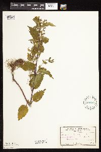 Scutellaria lateriflora image