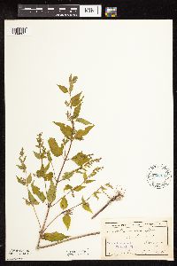 Image Associated With the Occurrence