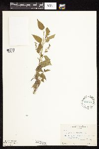 Image Associated With the Occurrence