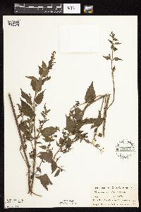 Image Associated With the Occurrence