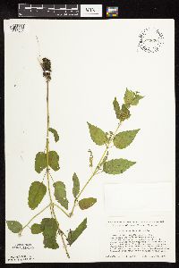 Scutellaria lateriflora image