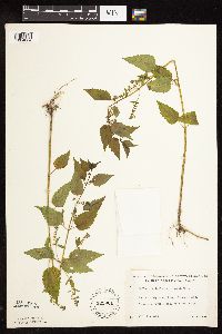 Scutellaria lateriflora image