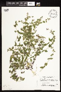 Scutellaria leonardii image