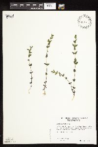 Scutellaria leonardii image