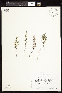 Scutellaria leonardii image