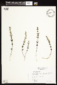 Scutellaria leonardii image