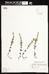 Scutellaria leonardii image