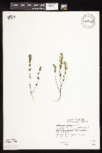 Scutellaria leonardii image