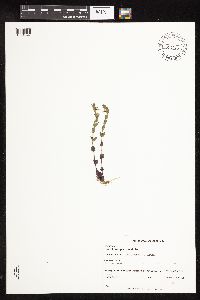 Scutellaria leonardii image