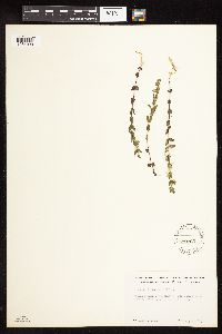 Scutellaria leonardii image