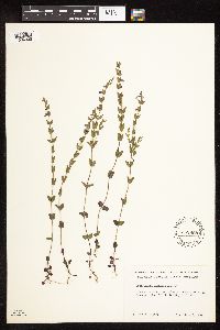 Scutellaria leonardii image