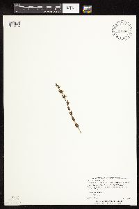 Scutellaria leonardii image