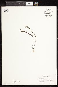 Scutellaria leonardii image