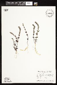 Scutellaria leonardii image