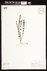 Scutellaria leonardii image