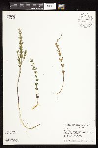 Scutellaria leonardii image