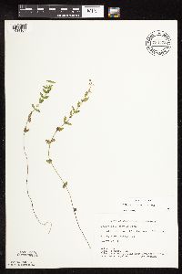 Scutellaria leonardii image