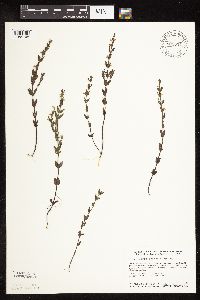 Scutellaria leonardii image