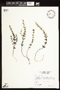 Scutellaria leonardii image