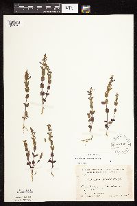 Scutellaria leonardii image