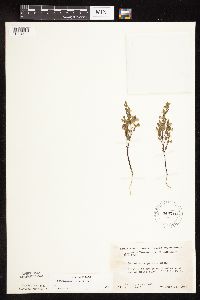 Scutellaria leonardii image